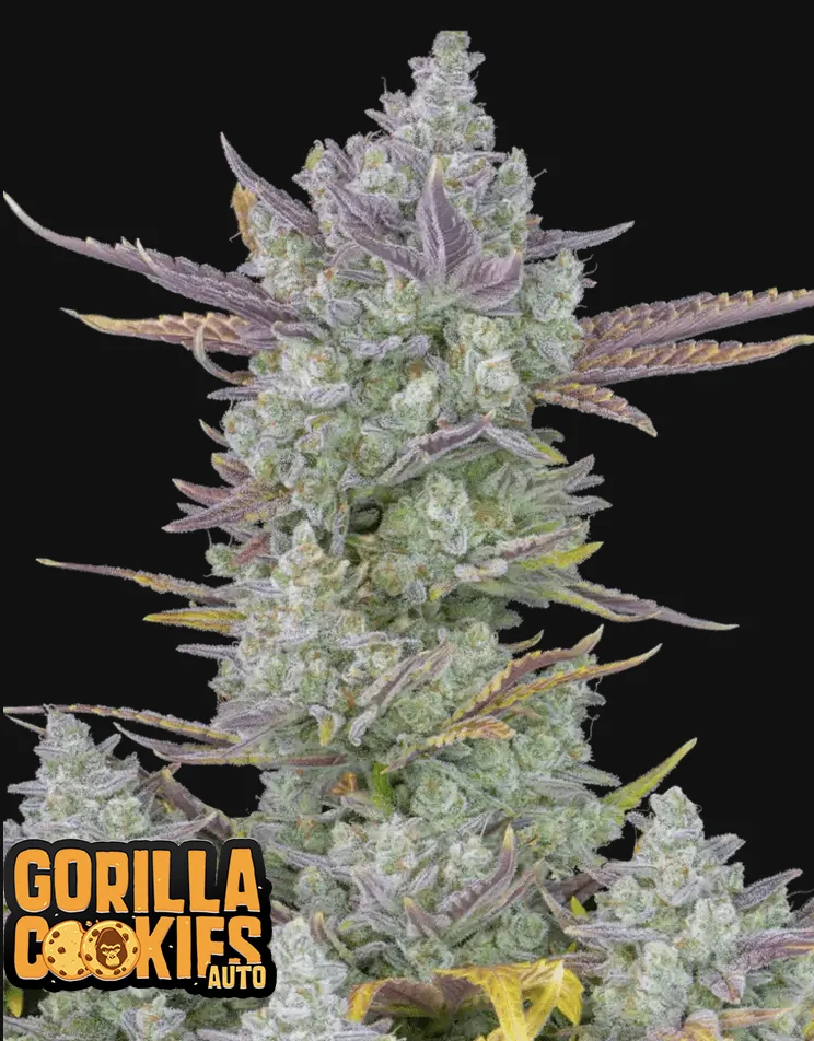 Gorilla Cookies Fast Buds Gorilla Cookies Fast Buds