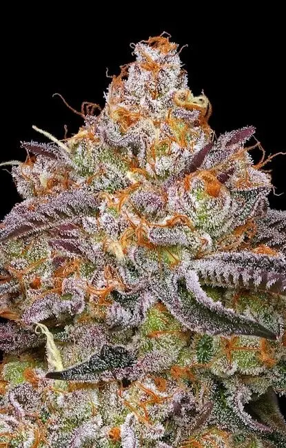 Granny Candy HSC Granny Candy HSC
