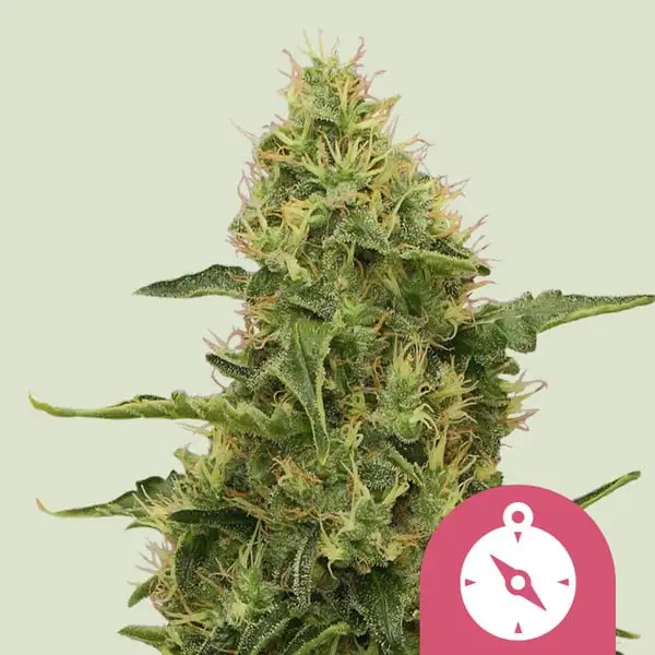 Northern Lights Royal Queen Seeds
