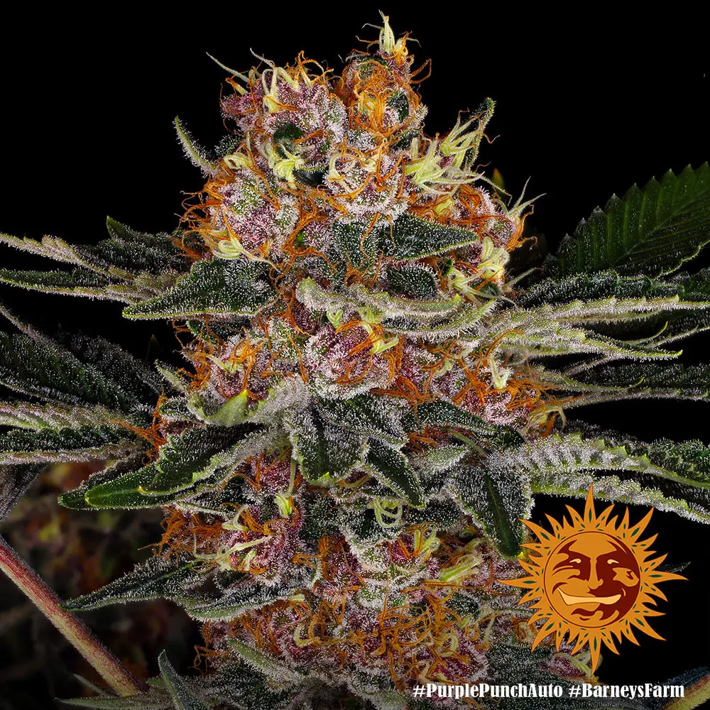 Purple Punch Auto Barneys Farm Purple Punch Auto Barneys Farm