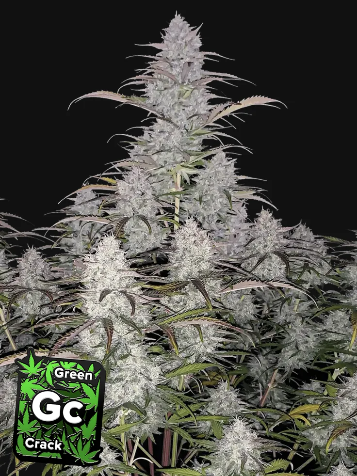 Green Crack Fast Buds