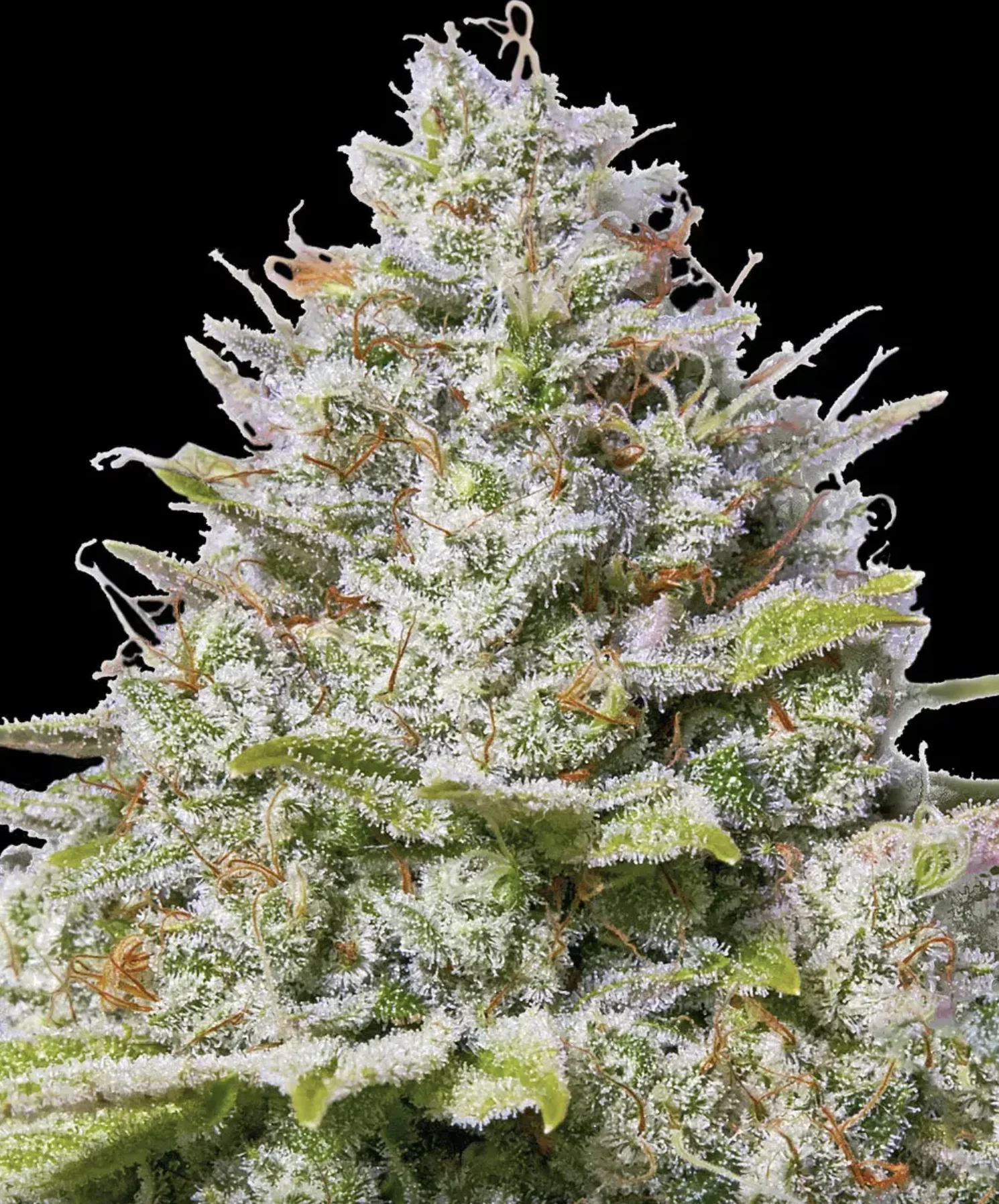 Blue Gelato 41 BF