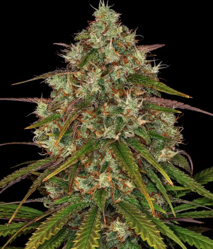 Liberty Haze BF Liberty Haze BF