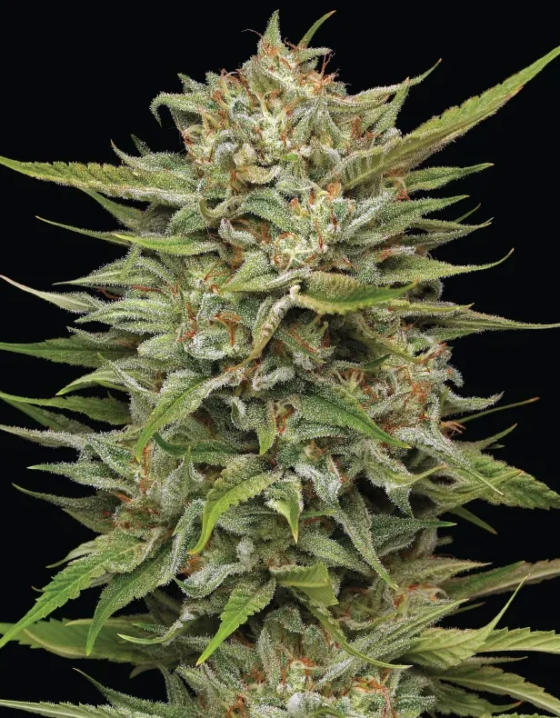 OG Kush Humboldt Seed Company OG Kush Humboldt Seed Company