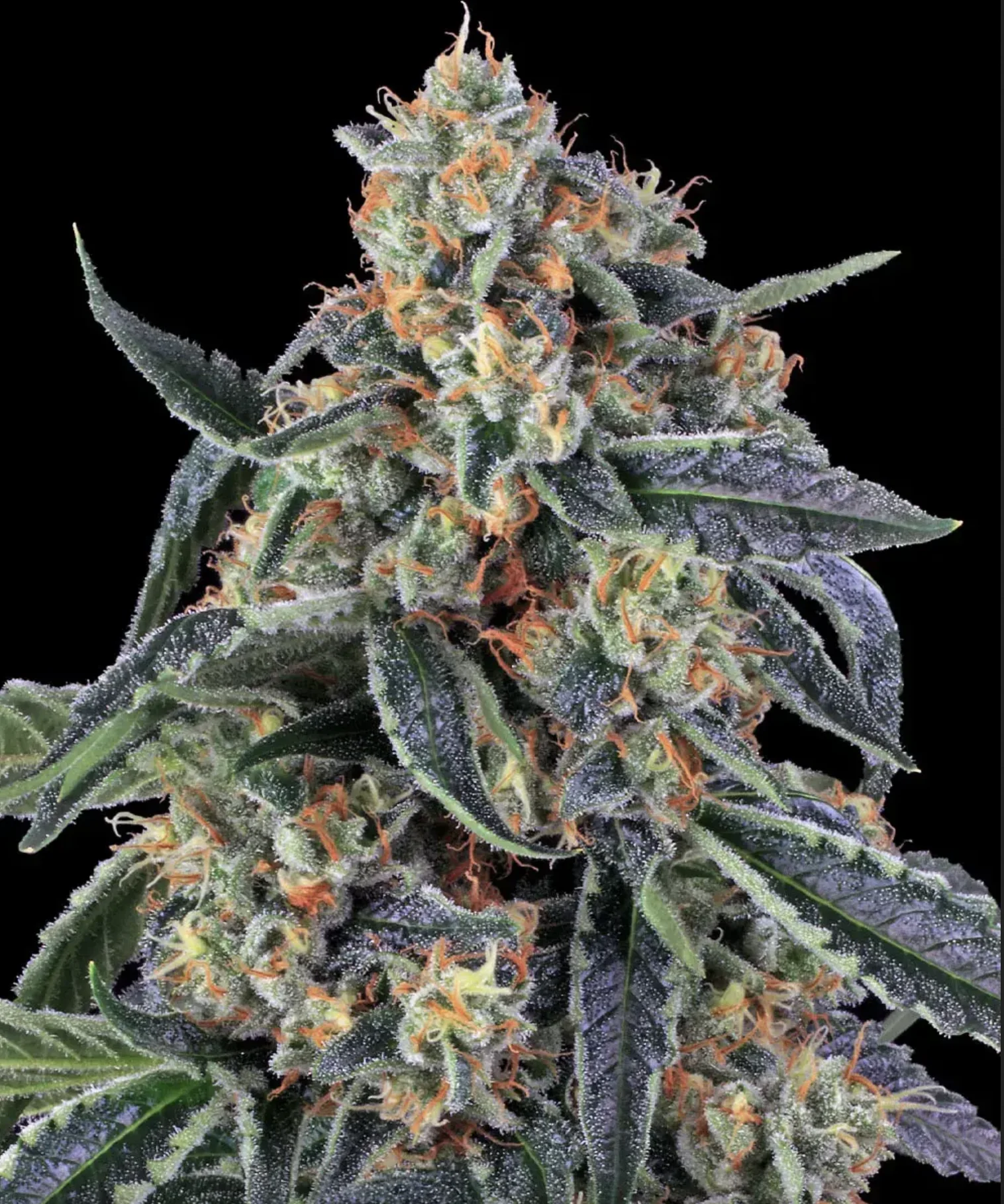  Cookies Kush BF