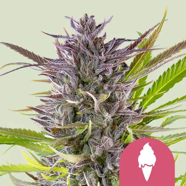 Green Gelato Royal Queen Seeds Green Gelato Royal Queen Seeds