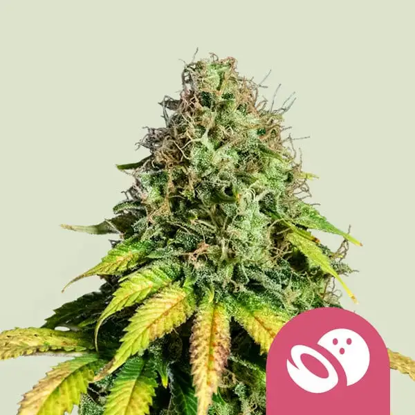 Somango XL Royal Queen Seeds Somango XL Royal Queen Seeds