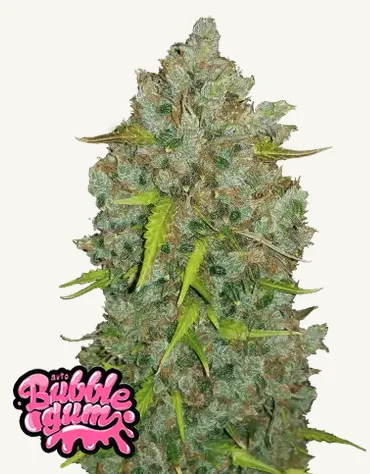 BubbleGum Auto BubbleGum Auto