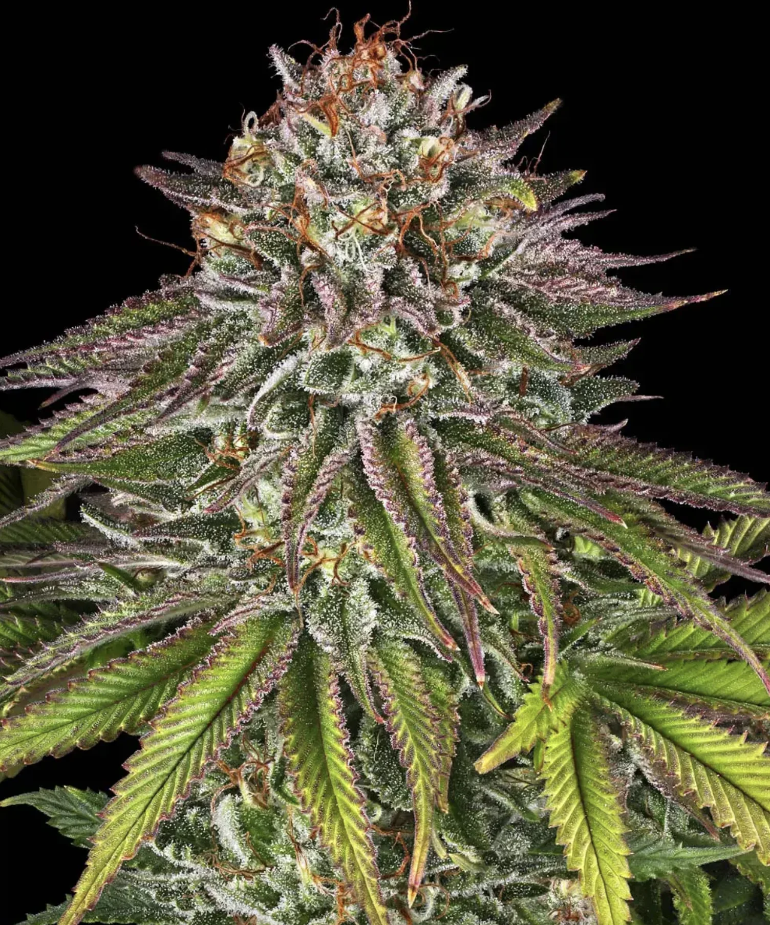 Critical Kush BF