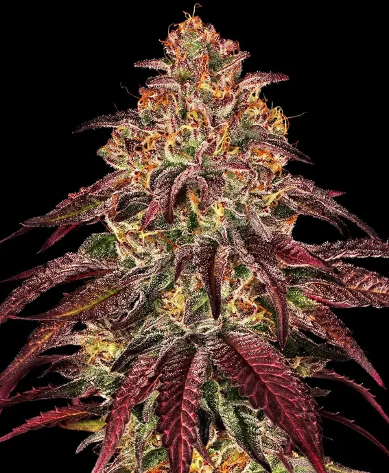 Mimosa x Orange Punch Auto Mimosa x Orange Punch Auto