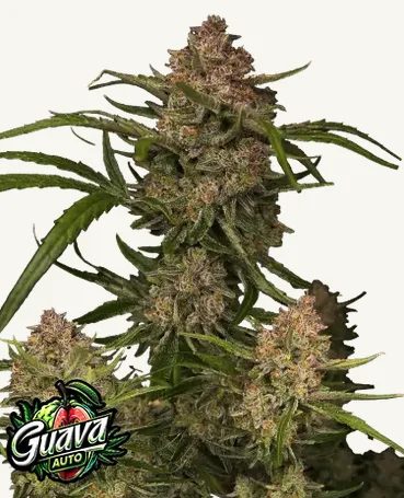 Guava Auto Guava Auto