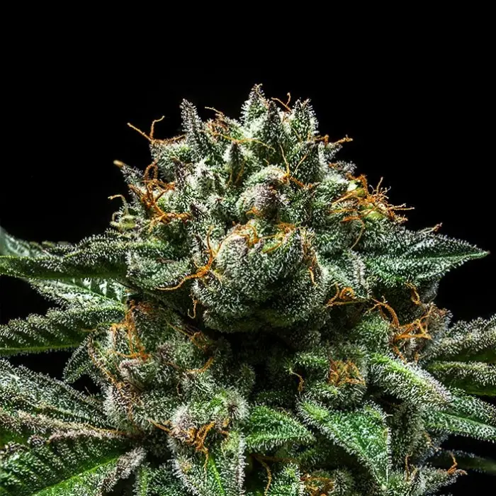 Chempie Ripper Seeds Chempie Ripper Seeds