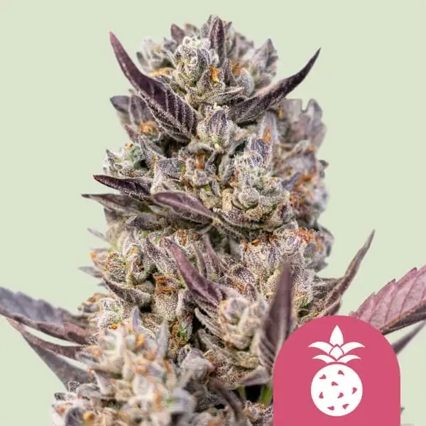 Tropicana Cookies Purple Royal Queen Seeds