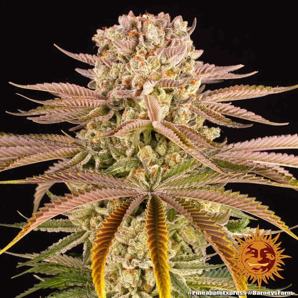 Pineapple Express Barneys Farm