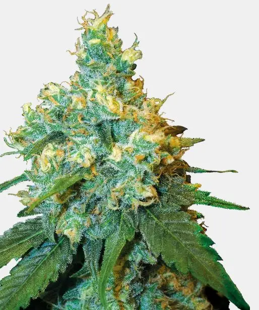 Jack Herer Sensi Seeds Jack Herer Sensi Seeds