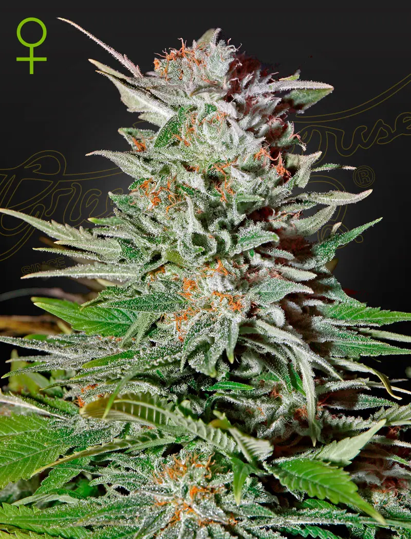 Super Lemon Haze Automatic Super Lemon Haze Automatic