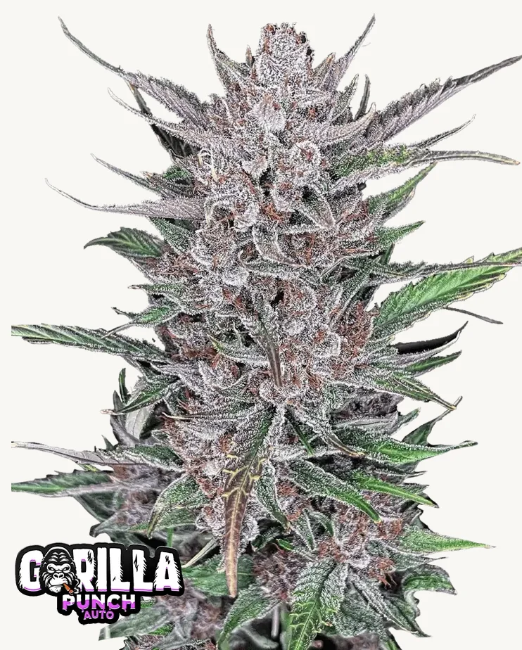 Gorilla Punch Auto FastBuds Gorilla Punch Auto FastBuds