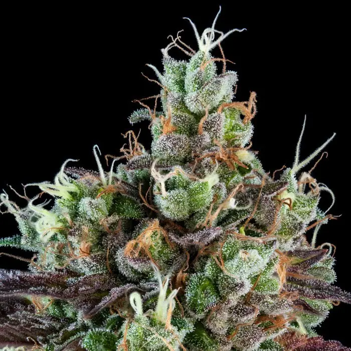 Sour Ripper Ripper Seeds Sour Ripper Ripper Seeds