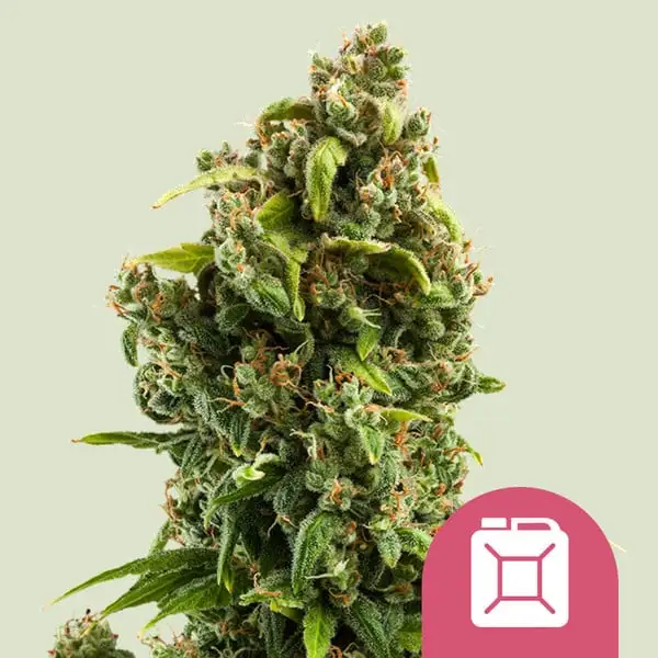 Sour Diesel RQ Sour Diesel RQ