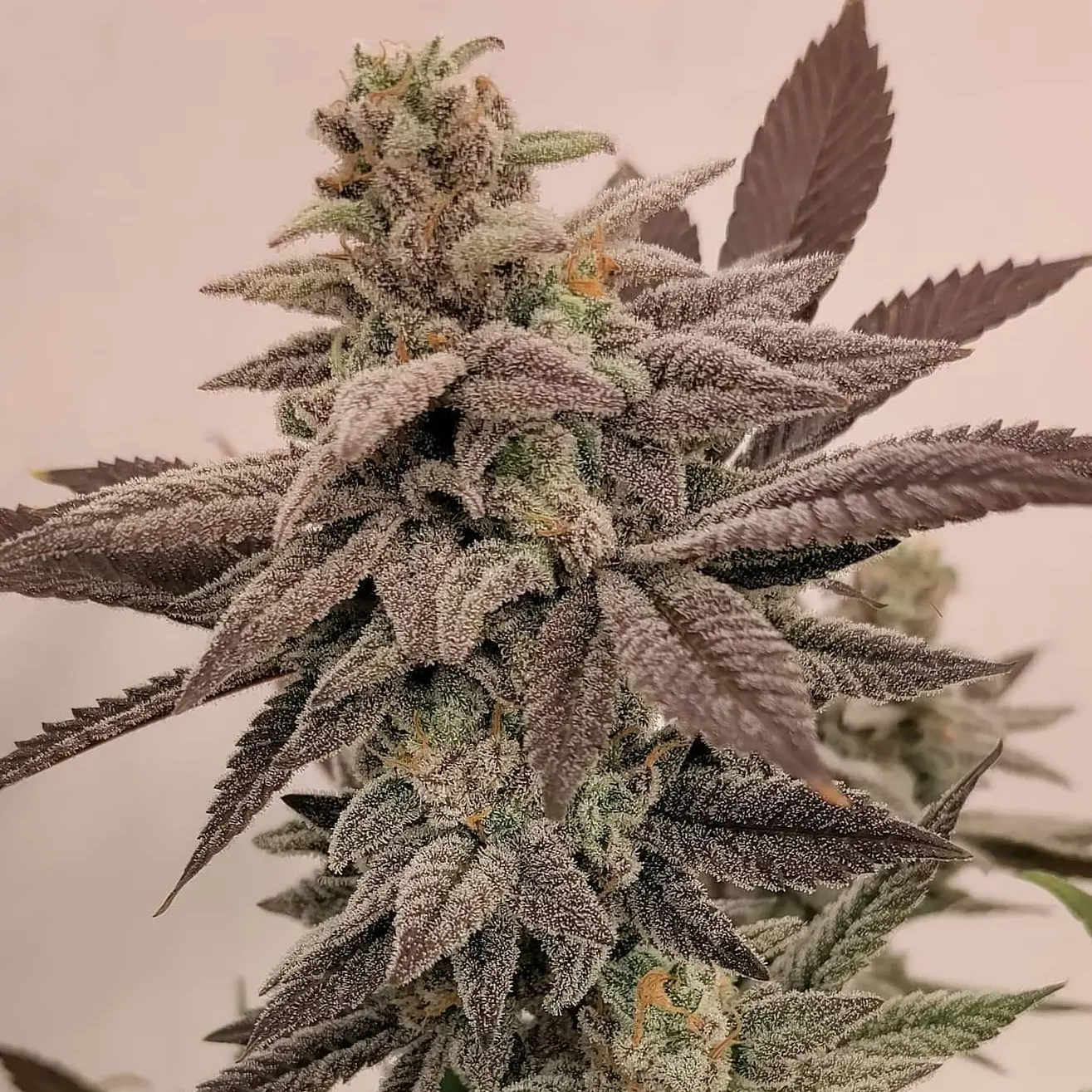 Skywalker RS PaxGenetix Skywalker RS PaxGenetix