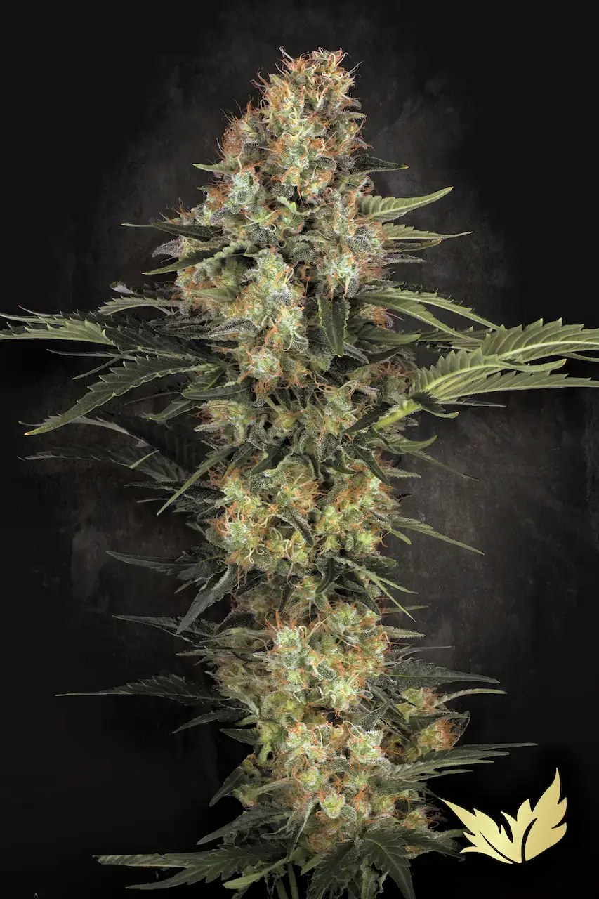 Original White Widow Paradise Seeds