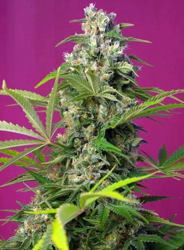 Gorilla Girl Sweet Seeds Gorilla Girl Sweet Seeds
