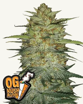 OG Kush Auto OG Kush Auto