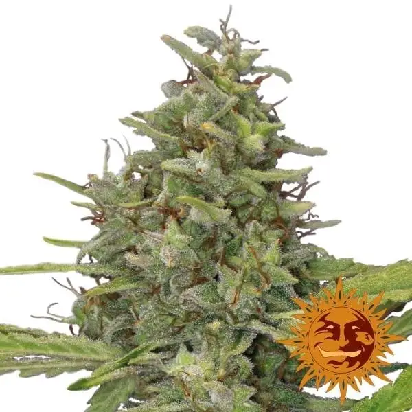 G13 Haze BF