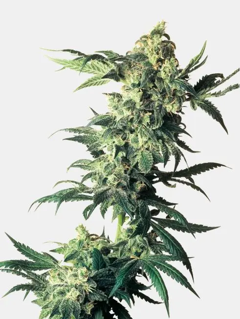 Northern Lights Sensi Seeds Northern Lights Sensi Seeds