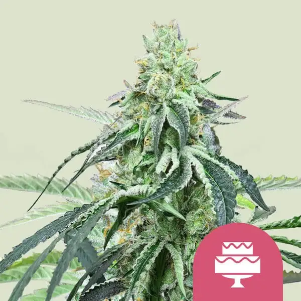 Wedding Gelato Royal Queen Seeds