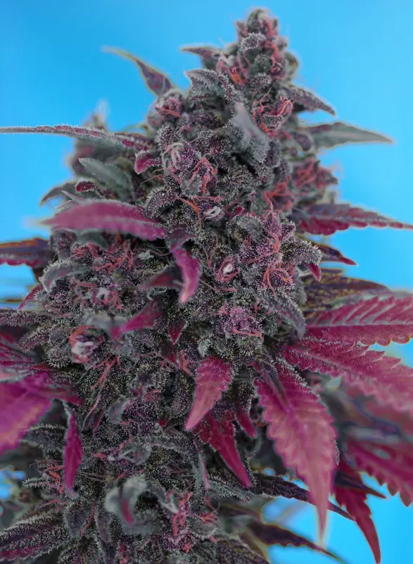 Dark Devil Auto Sweet Seeds