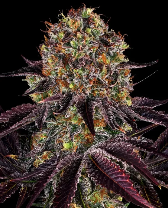 Runtz x Layer Cake