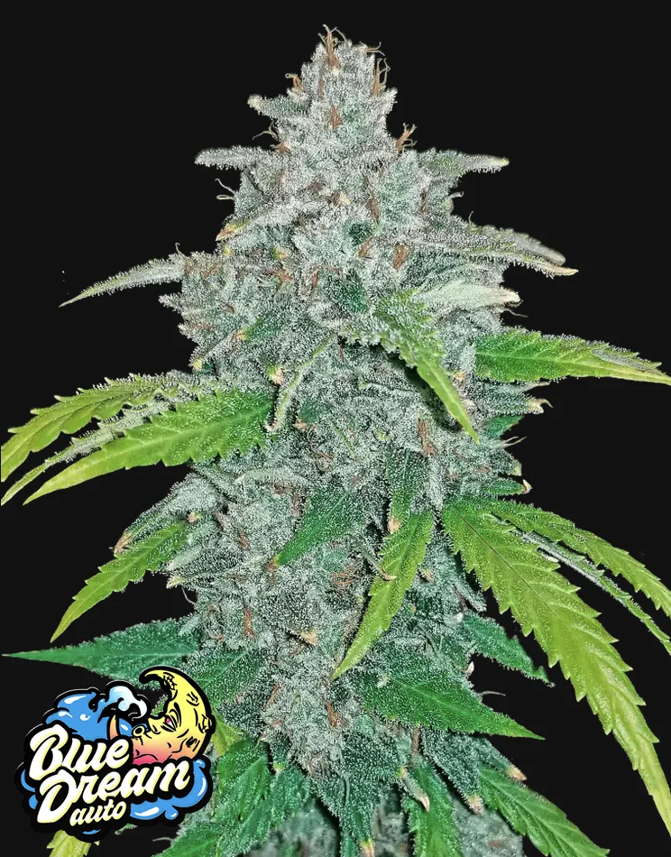 Blue Dream Auto Fast Buds