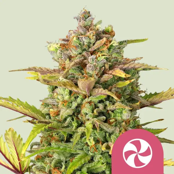 Sweet ZZ Royal Queen Seeds Sweet ZZ Royal Queen Seeds