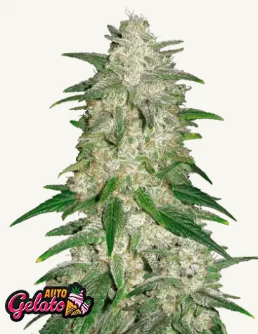 Gelato Auto Gelato Auto