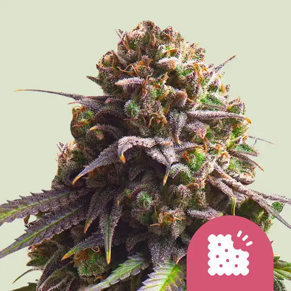 Biscotti Royal Queen Seeds