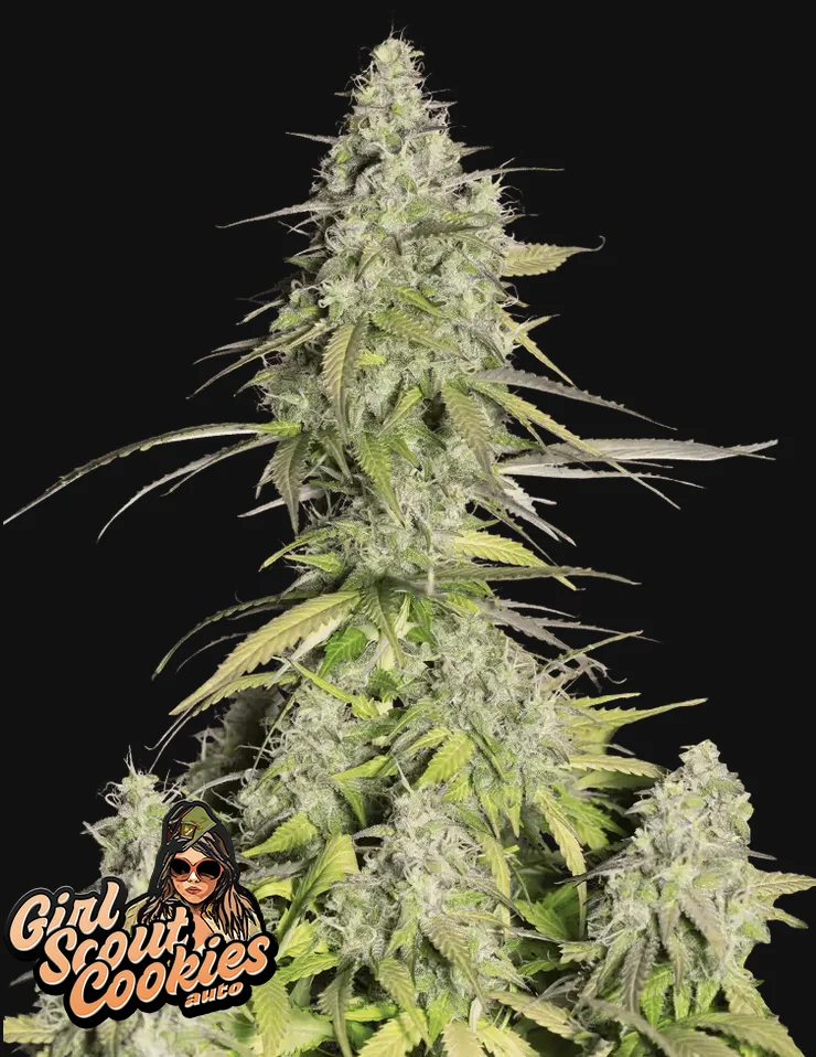 Girl Scout Cookies Fast Buds