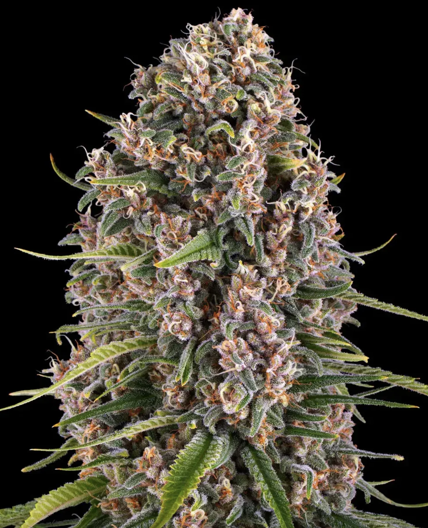 Blue Cheese BF