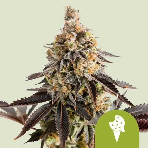 Cookies Gelato Auto Royal Queen Seeds