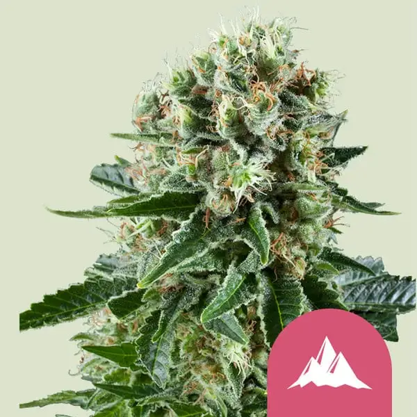 Crtical Kush Crtical Kush