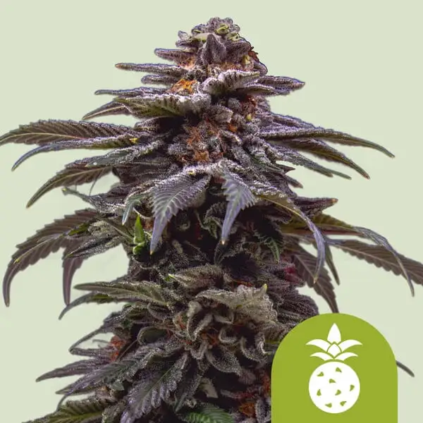 Tropicana Cookies