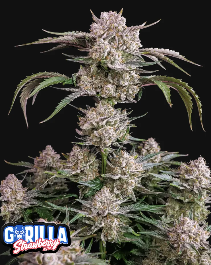 Strawberry Gorilla Fast Buds Strawberry Gorilla Fast Buds