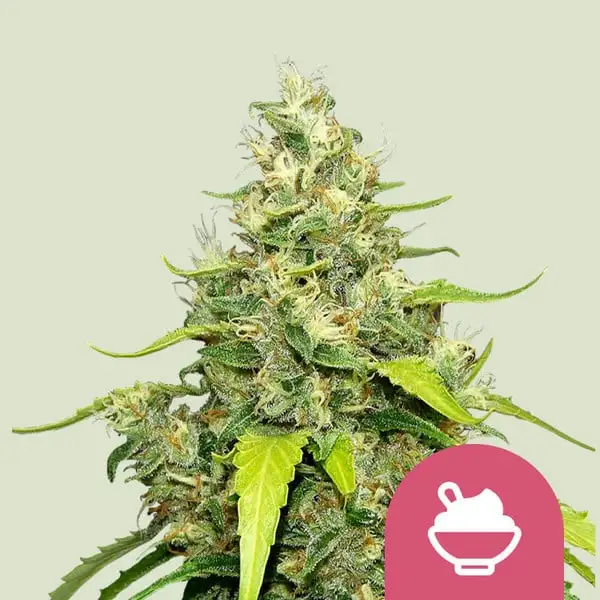 Blue Gelato Royal Queen Seeds Blue Gelato Royal Queen Seeds
