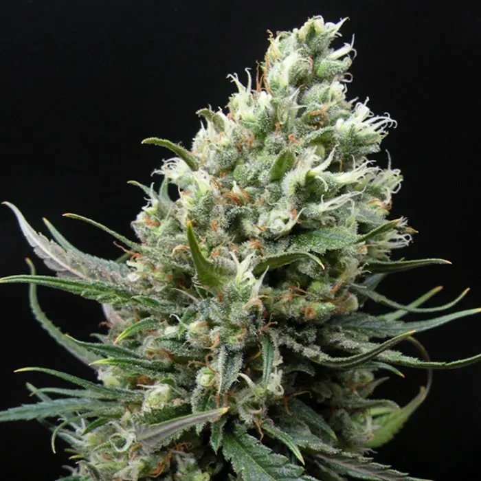 Ripper Haze Ripper Haze