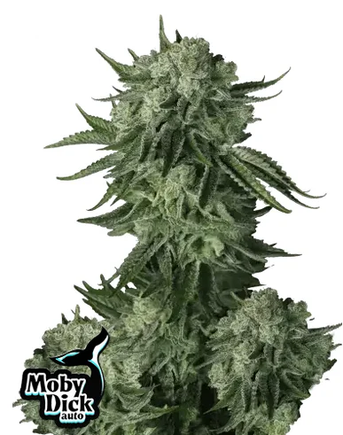 Moby Dick Auto FastBuds Moby Dick Auto FastBuds