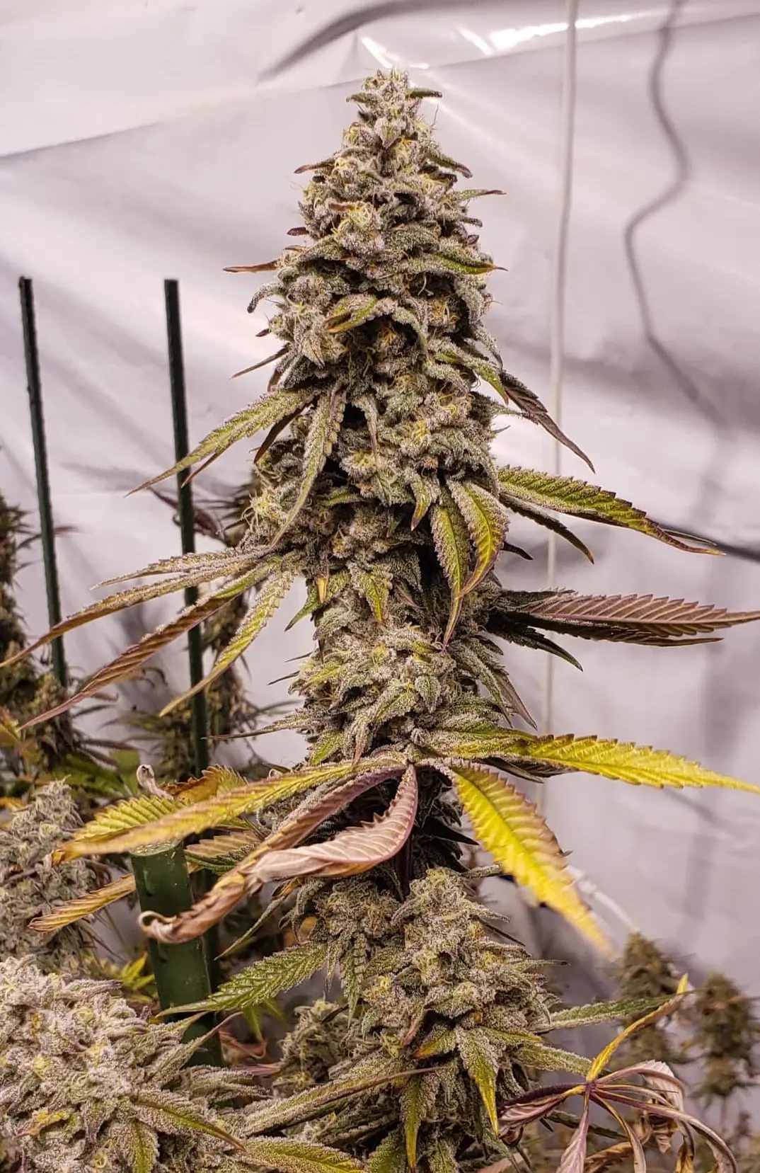 Super Skunk PaxGenetix Super Skunk PaxGenetix
