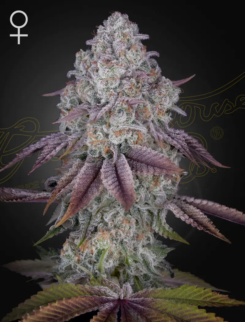 Persian Pie Greenhouse Seeds