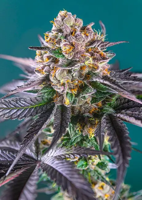 Red Strawberry Banana Auto Sweet Seeds