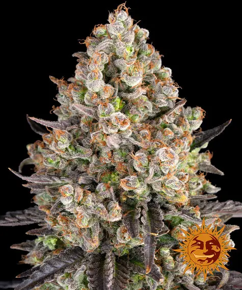 OG Kush Barneys Farm