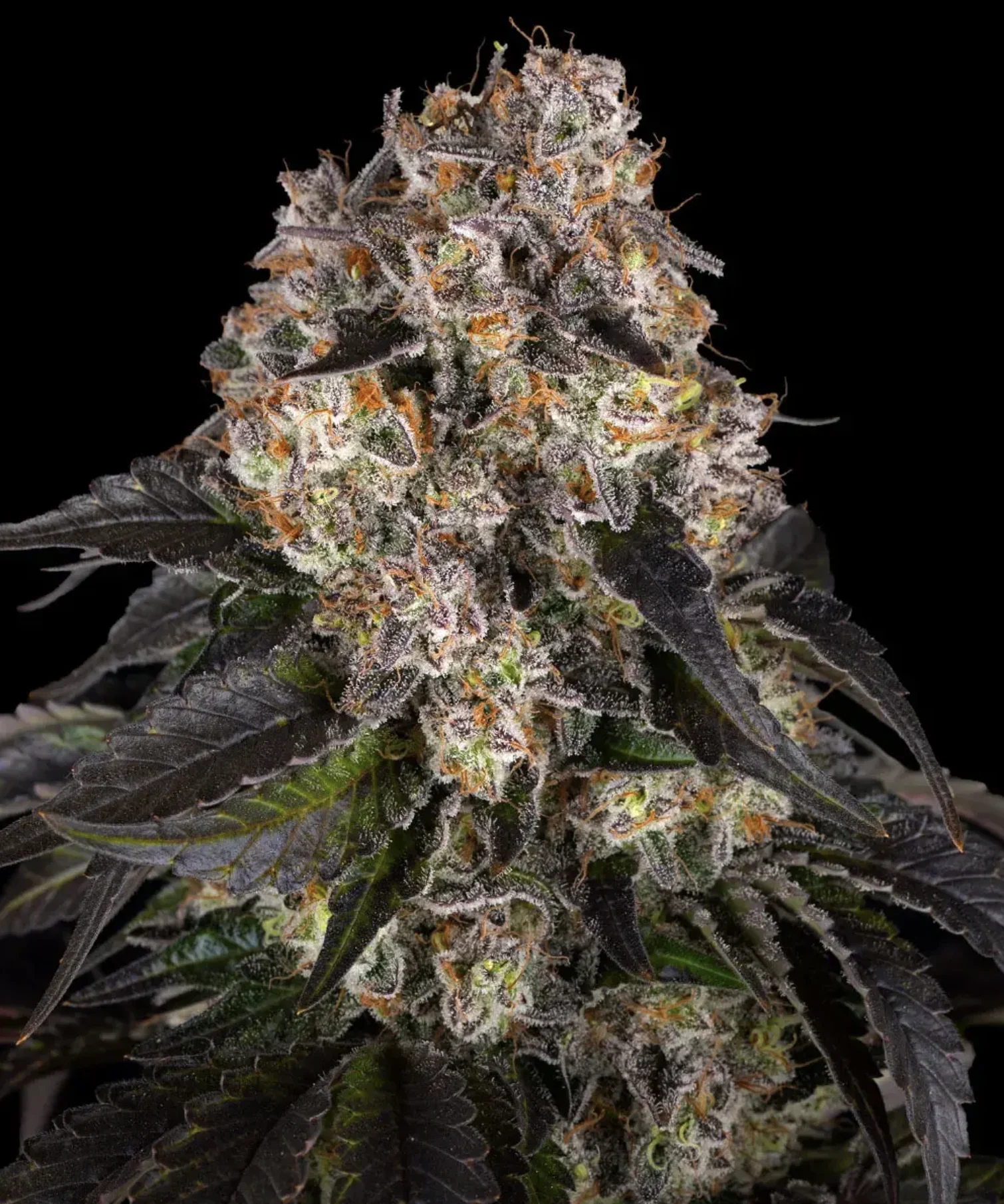 Girl Scout Cookies BF Girl Scout Cookies BF